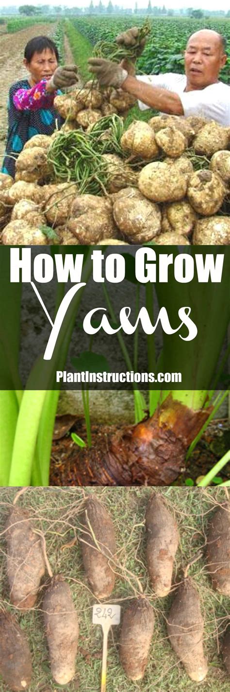 How to Grow Yams - Plant Instructions