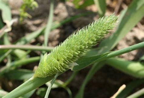 Phalaris brachystachys - Alchetron, The Free Social Encyclopedia