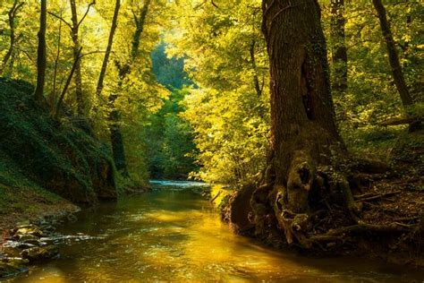 Premium Photo | Flowing stream in autumn forest