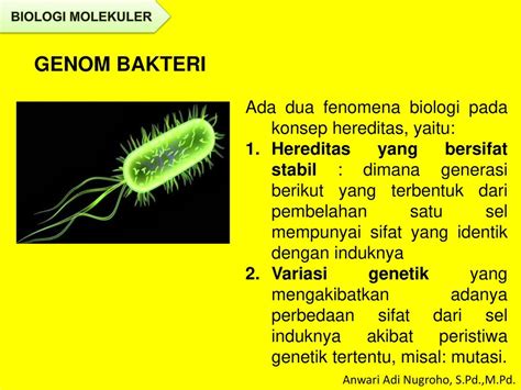 MATERI GENETIK SEL PROKATIOTIK - ppt download