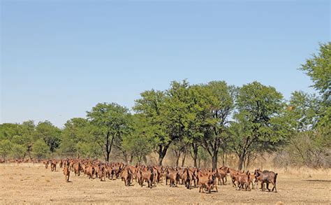 Kalahari Red Goats: Hardy and Profitable - Agri4Africa