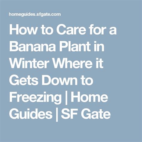 How to Care for a Banana Plant in Winter Where it Gets Down to Freezing ...