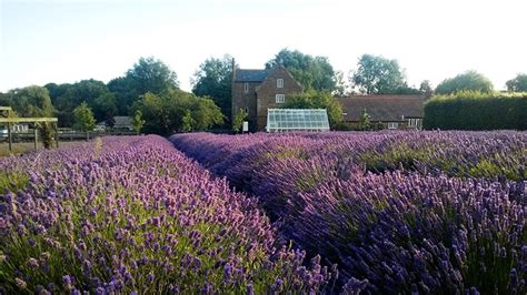 About Norfolk Lavender