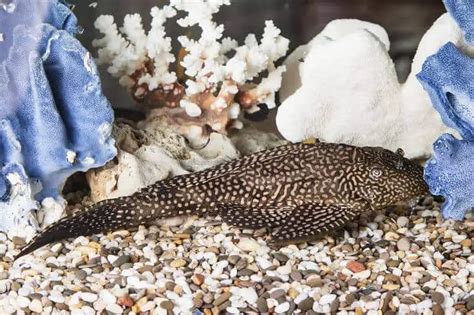 Plecostomus Care Guide: Care Sheet, Tank Mates, Diet, Breeding & More