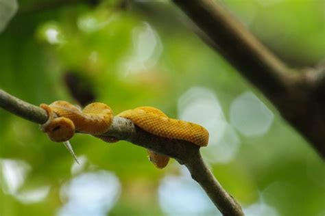 The stunning Golden Eyelash palm pit Viper | Le Big Trip