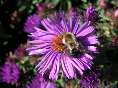 Free Images : flora, flower, fauna, nectar, honey bee, botany, aster, land plant, macro ...