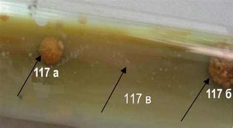 Colonies M. bovis of the first generation, cultivated at a temperature... | Download Scientific ...