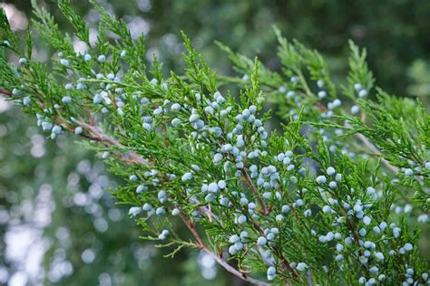 Differentiating Between Cedars and Junipers