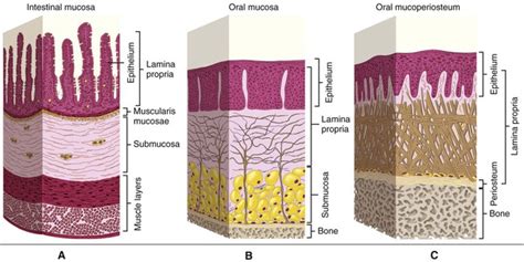 12: Oral Mucosa | Pocket Dentistry