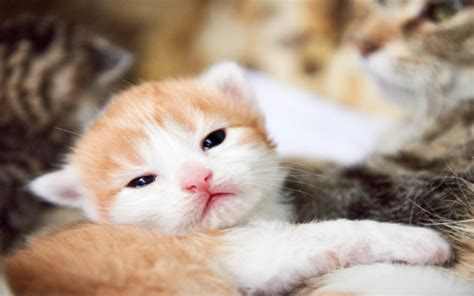 The Pet Parents® Guide to Taking Care of Newborn Kittens | Pet Parents®