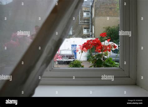 window with flowers and rain outside Stock Photo - Alamy