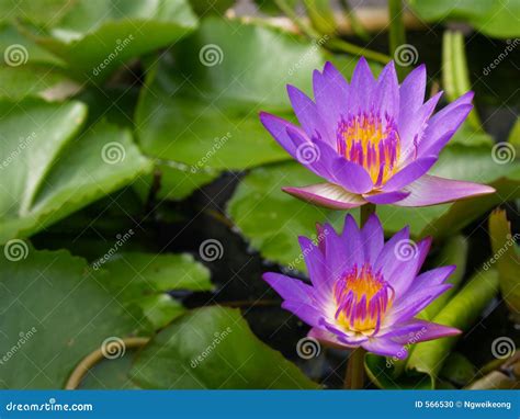 Water lilies in the Pond stock photo. Image of open, reflection - 566530