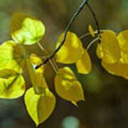 Aspen Leaves Photograph by Jonathan Nguyen - Fine Art America