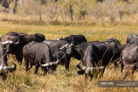 A herd of water buffalo, Bubalus bubalis in long grass on marshland — bovid, nature - Stock ...