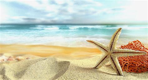 Beautiful Starfish On Beach For Desktop | Best HD Wallpapers