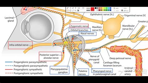 Pterygopalatine ganglion 10 - YouTube