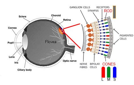 Understanding The Full Spectrum Of Color Blindness - Eye Surgeon