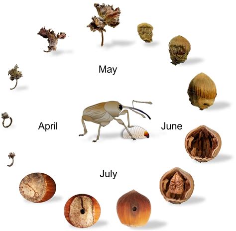 Agronomy | Free Full-Text | Underestimated Damage Caused by the European Hazelnut Weevil ...