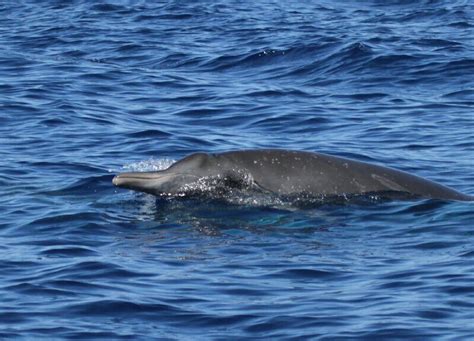 Beaked whale fact sheet – Azores Whales