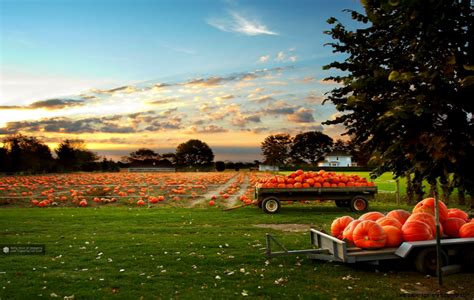 Pumpkin Field Wallpaper | Wallpapers Gallery