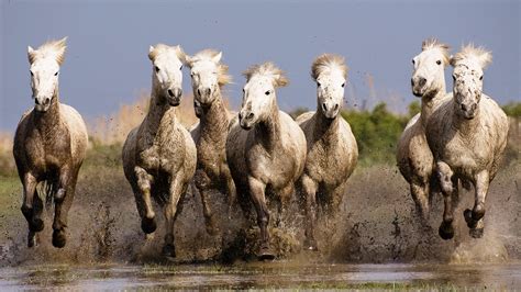 nature, Horse, Animals, Running Wallpapers HD / Desktop and Mobile Backgrounds