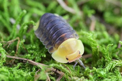 The “Rubber Ducky” isopod (Cubaris sp.) - an adorable terrestrial ...