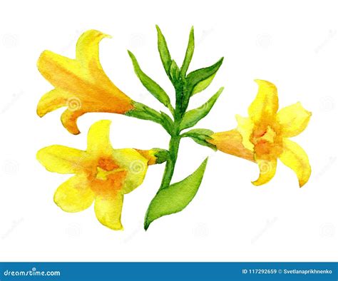 Yellow jessamine stock illustration. Illustration of floral - 117292659