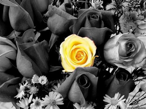 Black And White Rose Wallpaper - WallpaperSafari