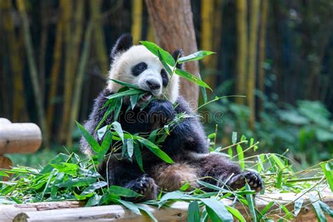 Cute Panda Sitting and Eating Bamboo Stock Image - Image of panda ...