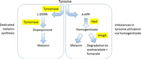 Simplified pathways of tyrosine-derived melanin synthesis showing ...