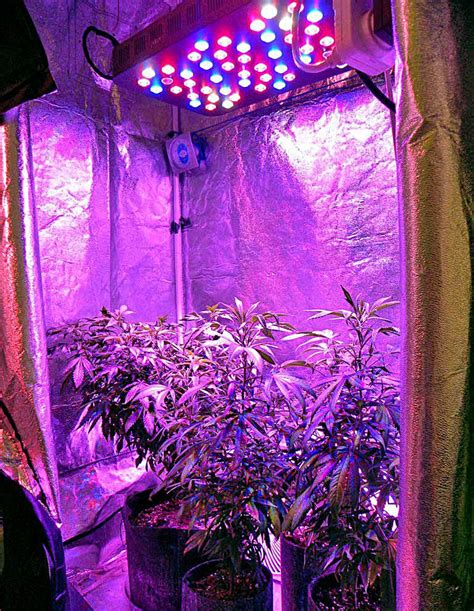 Which Room in the House is Best for Growing Weed? | Grow Weed Easy