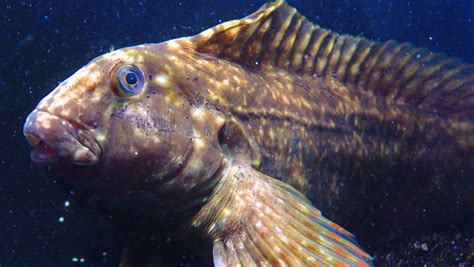 Blenny fish Stock Video Footage - 4K and HD Video Clips | Shutterstock