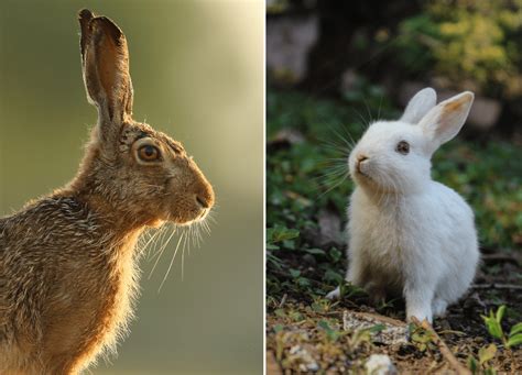 Hare Vs Rabbit - What's The Difference? - Animal Corner