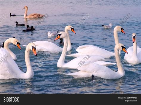 Many Birds White Swans Image & Photo (Free Trial) | Bigstock