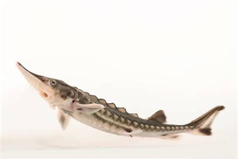 Green Sturgeon (Acipenser medirostris) - Joel Sartore