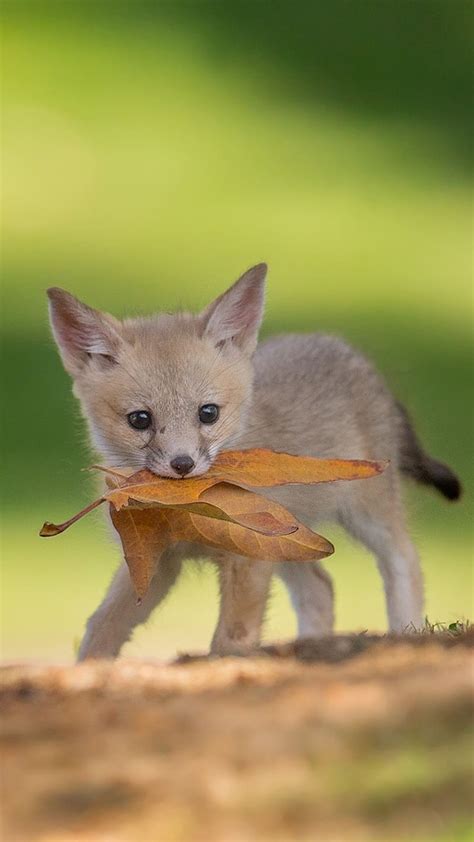 Cute Baby Animals, Fox Pup Playing With Leaves, fox, pups, animal ...