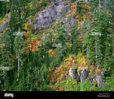 USA, Washington, Mt. Baker Snoqualmie National Forest, Mountain hemlock, Alaska yellow cedar and ...