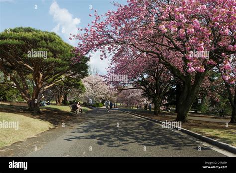 Shinjuku Gyoen National Garden, Cherry blossom trees in Shinjuku Park Stock Photo - Alamy