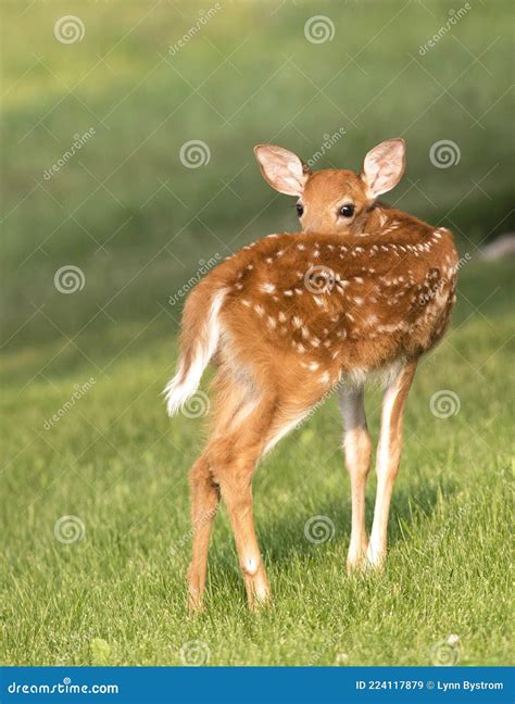 Whitetail deer fawn buck stock image. Image of meadow - 224117879