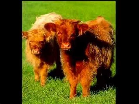 Moo Moo Cow Song - YouTube