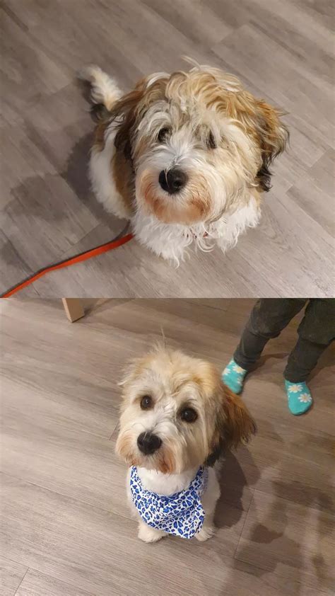 UK Dog Owner - Before and after his first haircut!