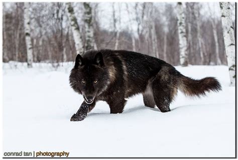 Eastern or Black Timber Wolf (Canis lycaon) (C) photographed at wildlife reserve in Northern ...