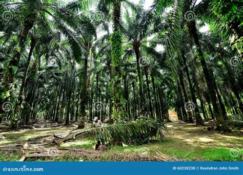 Palm Oil Plantation In Malaysia. Stock Photo - Image: 60230238