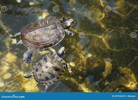 Turtle in the pool stock photo. Image of amphibian, turtle - 29753618