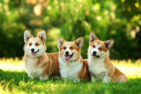 Pembroke Welsh Corgis: 8 Fun Facts About This Herding Breed