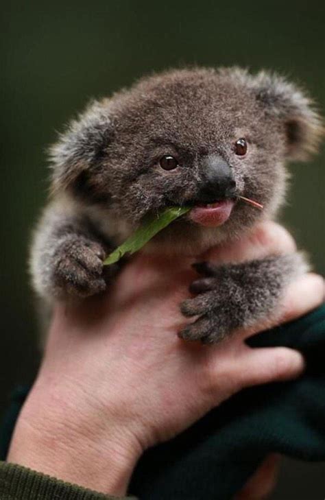 MEGUSTAMUCHO 1 ARTESANÍA EN PAPEL ESTUCADO Y OTRAS COSAS.: KOALA