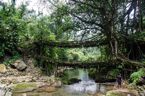 Living Root Bridges – Cherrapunji, Meghalaya – Where Was It Shot