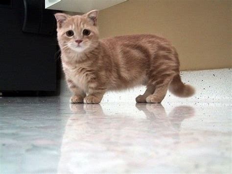 Dwarf cat. | Things I love | Pinterest | Cats, Dwarf cat and So cute