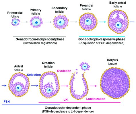 A schematic representation of ovarian follicle development and... | Download Scientific Diagram