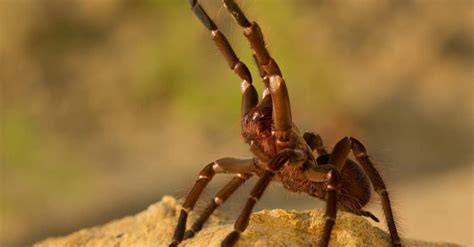 Goliath Tarantula vs Camel Spider: What Are 8 Key Differences? - W3schools